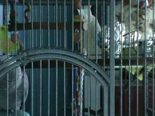 Rudi Graupapagei 01.04.2012 Garten Palmsonntag Kongo Graupapagei pfeift die schönsten Töne