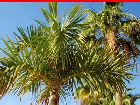 Riu Club Vistamar Pool Playa Amadores, Gran Canaria Bilder Fotos Video Film Fella.de