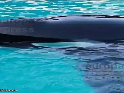 El cine contra el sufrimiento de los delfines