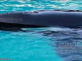 El cine contra el sufrimiento de los delfines