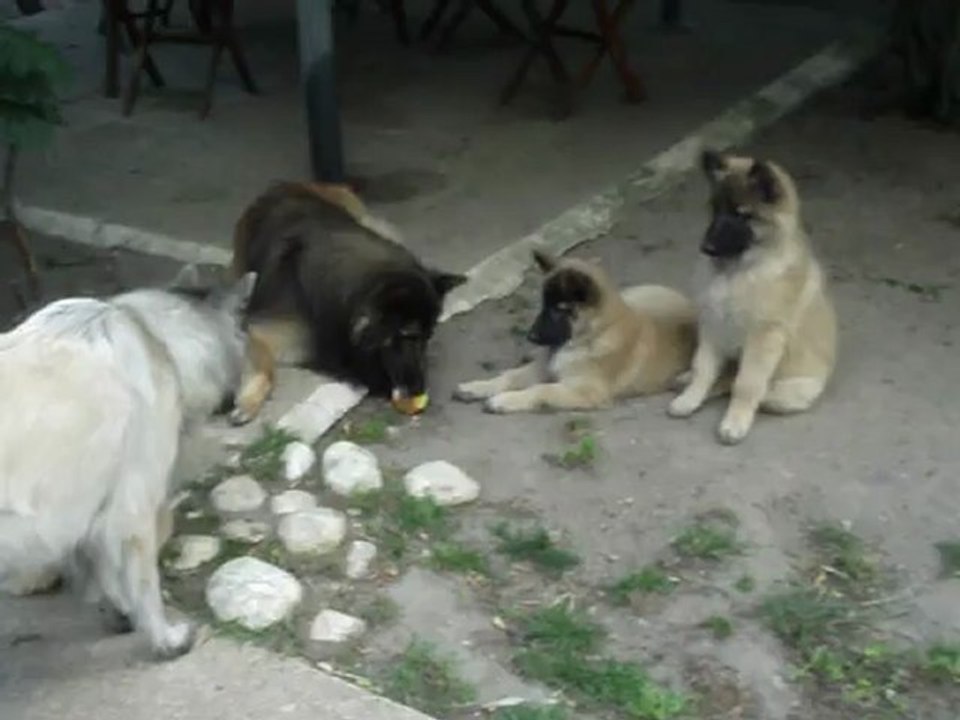 1 juillet 2012 eros,furie et les bébés 023