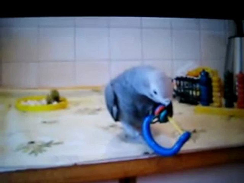 Graupapagei Carlo Bilder @ http://www.Reisebuero.be