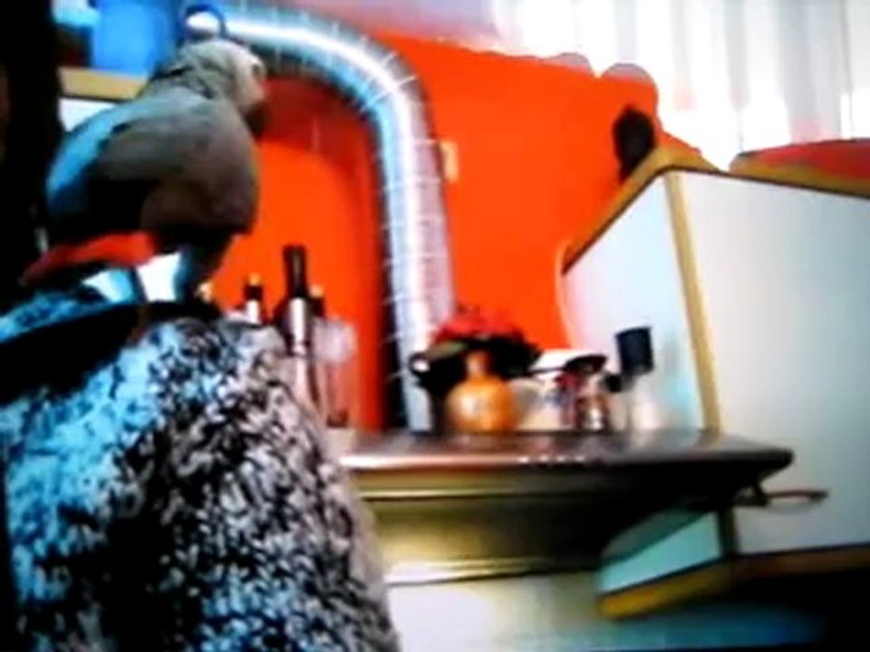 Graupapagei Carlo Bilder @ http://www.Reisebuero.be