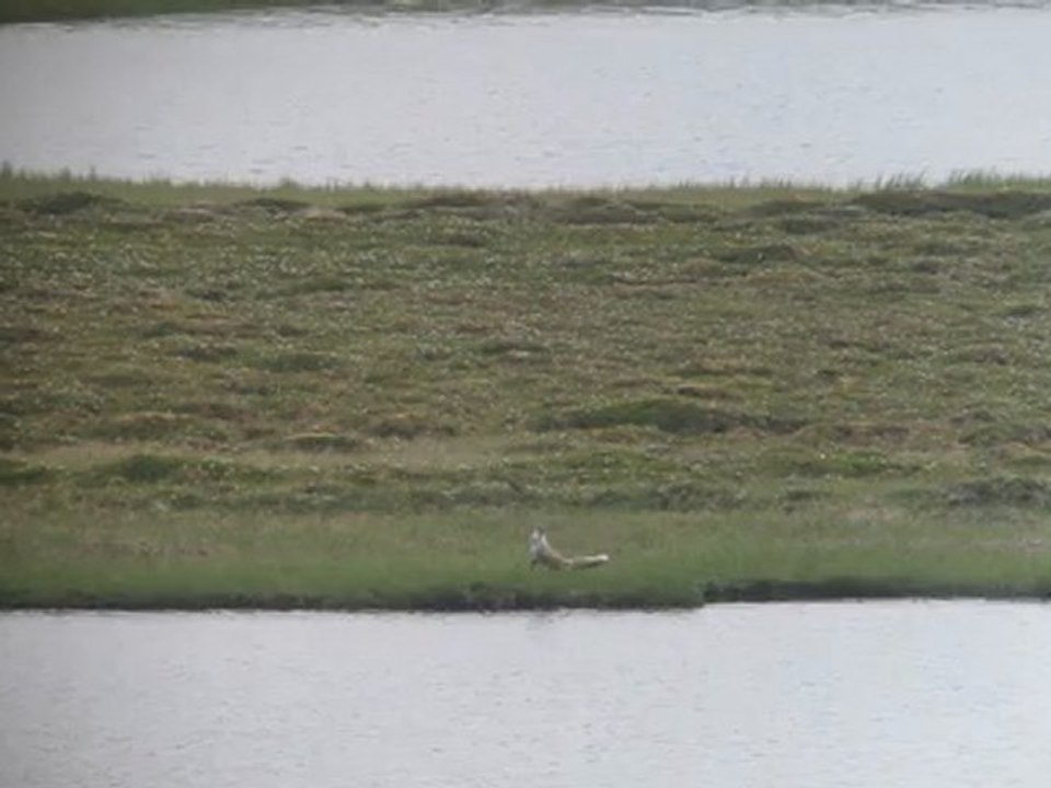 Renard roux et Labbe parasite