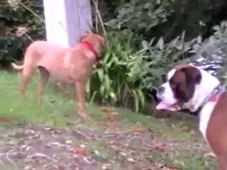 Free Top Dog Training Tip #4 - Calming Signals