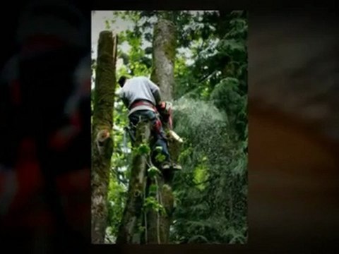 Premier Tree Services - (719) 251-5391