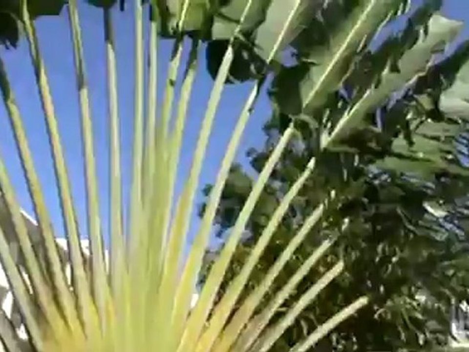 Jameika Riu Clubhotel Negril (12).MPG