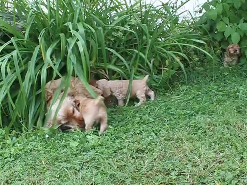 Jeu de chiots