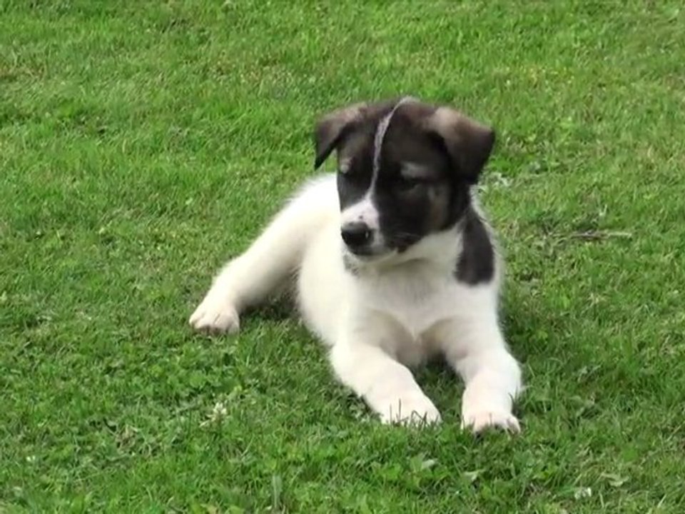 Deuxième mois des chiots de Sofia