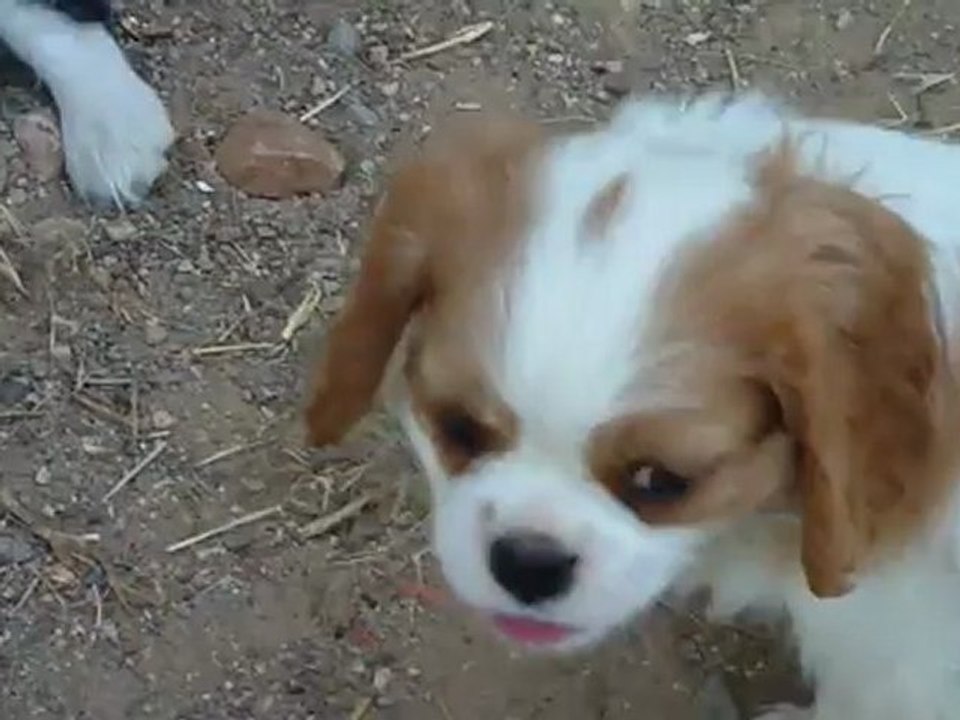035 FEMELLE CAVALIER BLENHEIM ELIA X FOREVER 0712