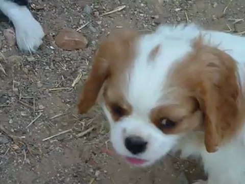 035 FEMELLE CAVALIER BLENHEIM ELIA X FOREVER 0712