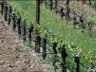 Kenzo Estate with Wine Country @ Work Napa