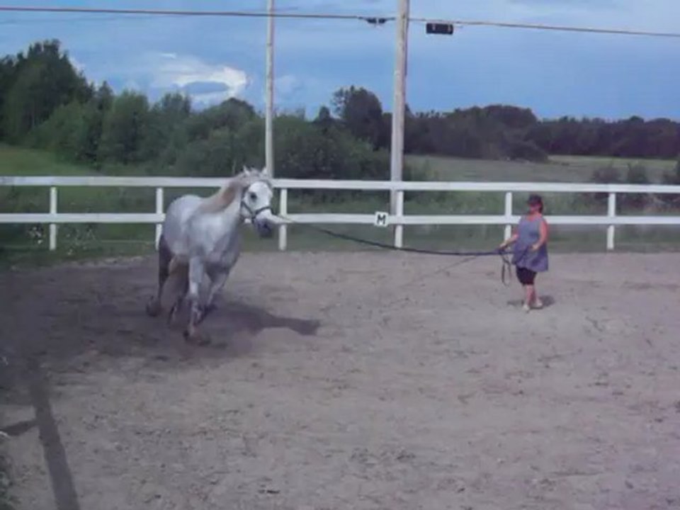 Percheron en longe.