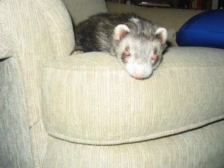 Chinook the Ferret PLAYTIME