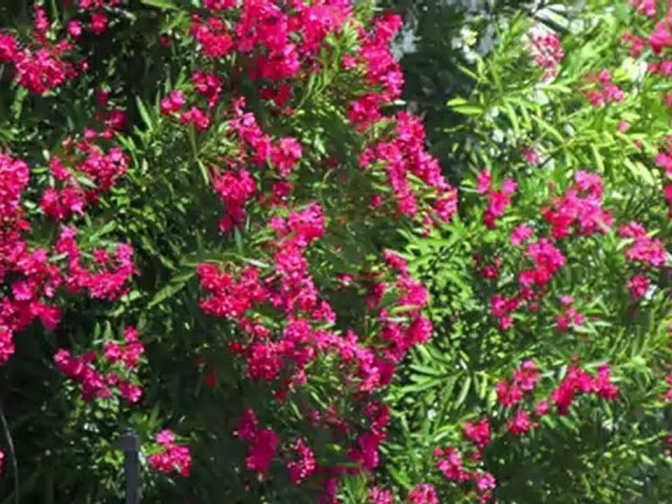 Hanging out at Phoenix V - Orange Beach, Alabama