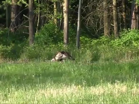 Turkeys Suck: Sarah's First Gobbler Hunt