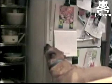 Пес отжигает