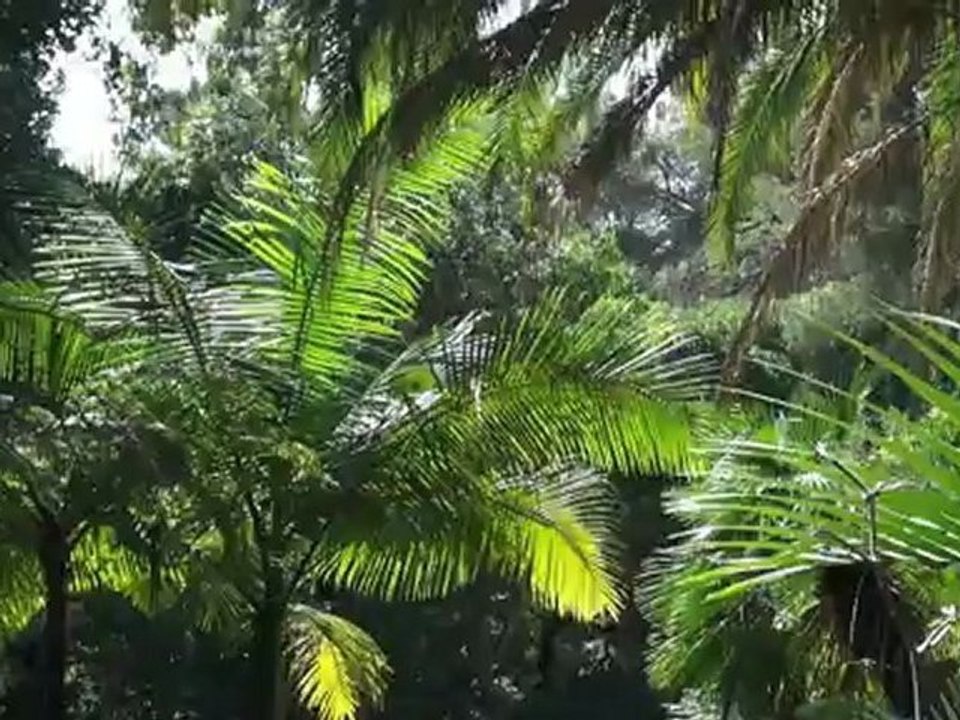 Domaine du Rayol : Le Jardin des Méditerranées