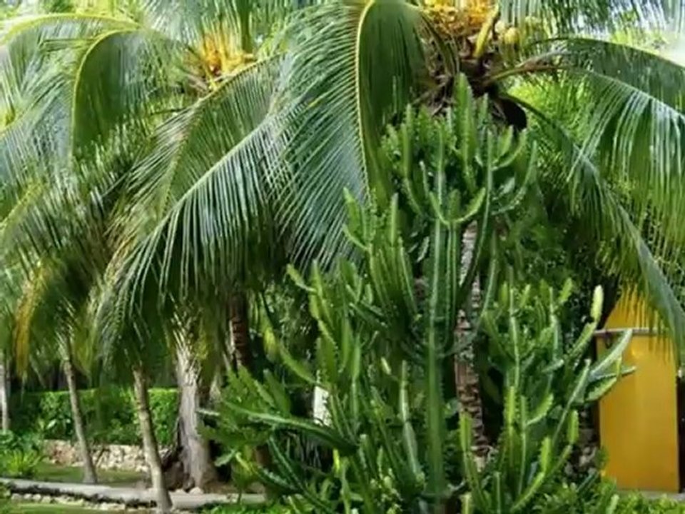 Mexiko Cancun Playa del Carmen Tulum Uxmal Inforeise Juni 2010