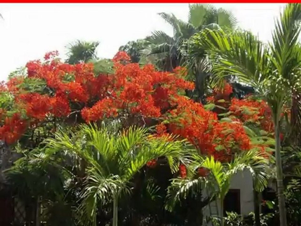 Las Palapas Mexiko Playa del Carmen Yucatan  Cancun Bilder Video