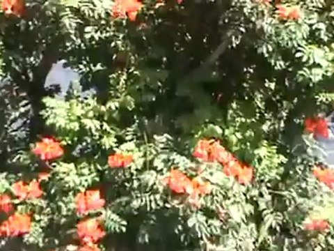 Riu Garoe Hotel Puerto de la Cruz Teneriffa Bilder Fotos Meer Ausblick