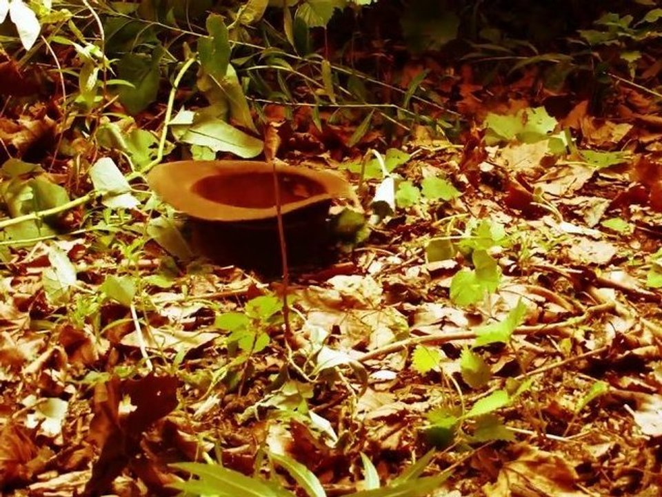 Indiana Jones, la suite de la suite... (Concours Cinéday d'Orange)