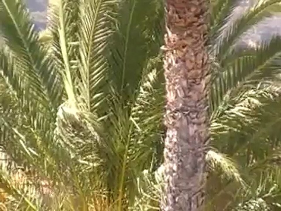 Riu Palace Maspalomas Playa del Ingles Dünen Fotos Bilder Video www.VIP-Reisen.de