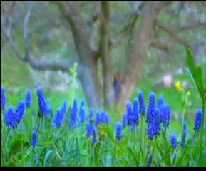 İbrahim Rojhilat - Esmer Eman