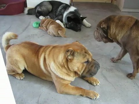 Hope for a Free Tibet et Happay Hippy Flower Power des Lueurs Australes