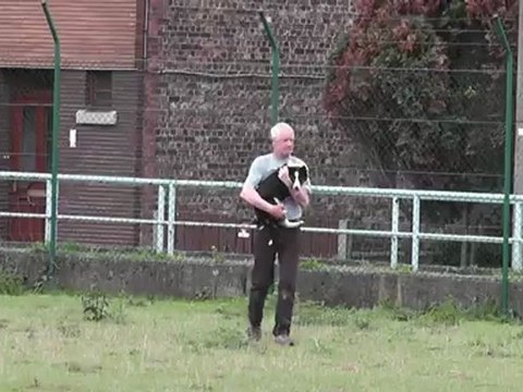 Début au troupeau d'une jeune border collie de 4 mois