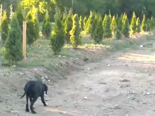 KARA BÜYÜ VOM KASTAMONU