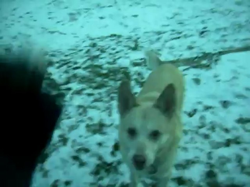 2012 RUBY ET VAICKA DANS LA NEIGE