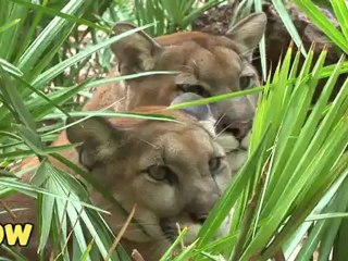 Big Cat Rescue - Making a Difference!