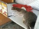 Esquilo finge-se de morto depois do dono simular um tiro