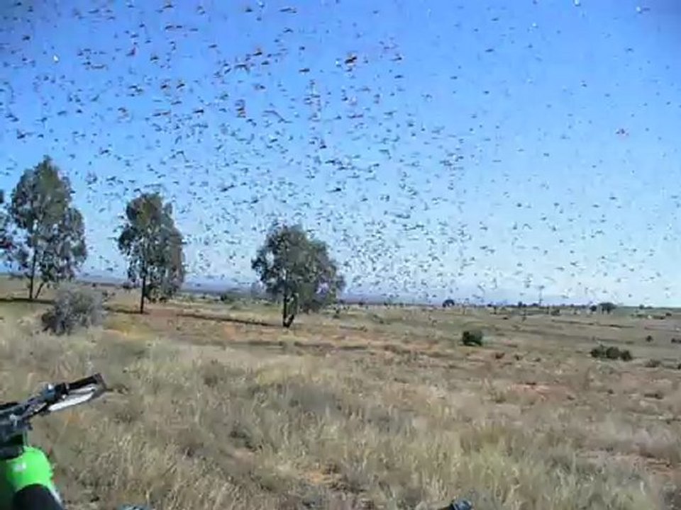 Vol de criquets - Madagascar Juin 2012