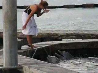 Le repas des dauphins à l'Intercontinental de Moorea