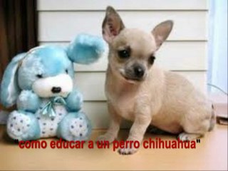 como educar a un perro chihuahua ahora