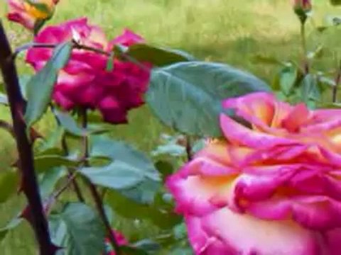 Zekai Tunca Git Gidebilirsen