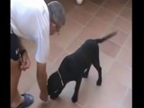 como adiestrar un perro labrador