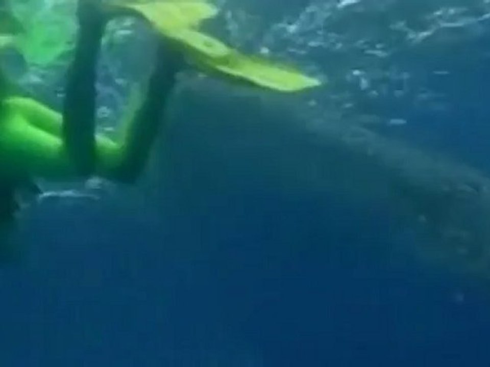 Whaleshark