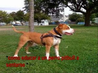 como educar a un perro pitbull a sentarse