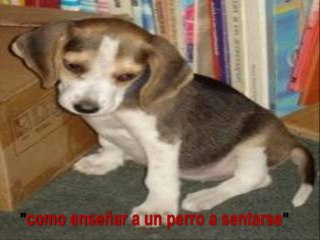 como enseñar a un perro a sentarse con comidas