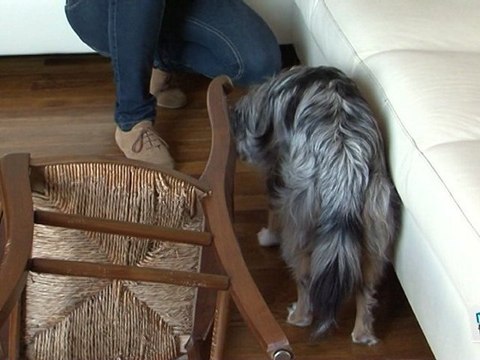 Tuto Dressage: apprendre à son chien à reculer