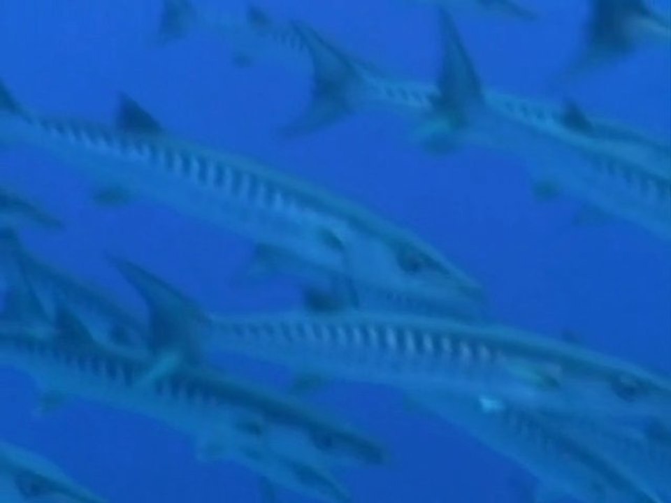 Mikronesien Palau Teil I