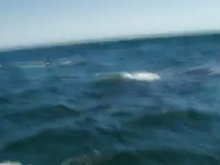 la baleine arc-en-ciel