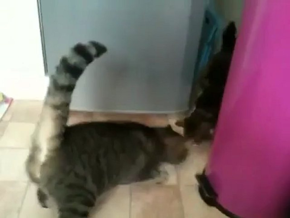 un chat descend d'un frigo