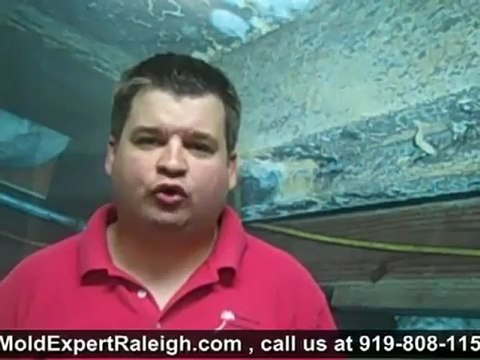 Mold Removal Services, Raleigh - Durham