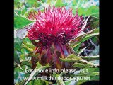 Milk Thistle Dosage Facts