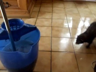 comment faire son ménage avec un furet  ! ^^