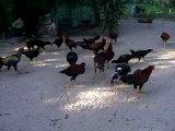Backyard-chickens-raising